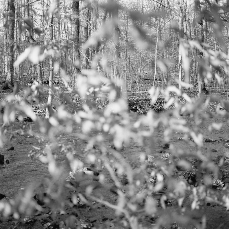 White Oak Run through Beech in Winter - New Work, 2016-2024