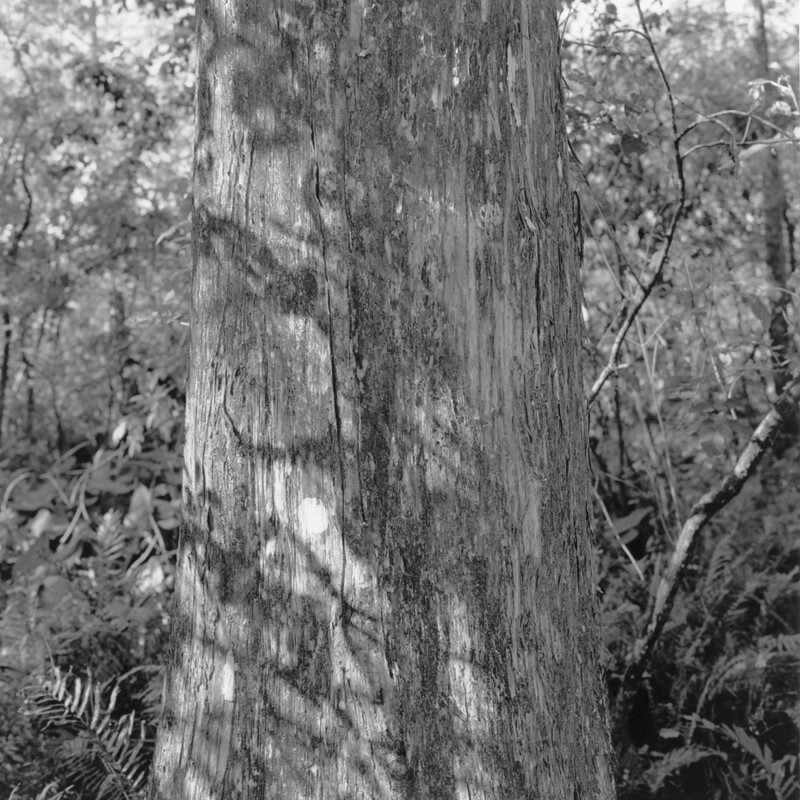 F major Fugue, Corkscrew Swamp, Florida 2012 - Preludes and Fugues, 2013