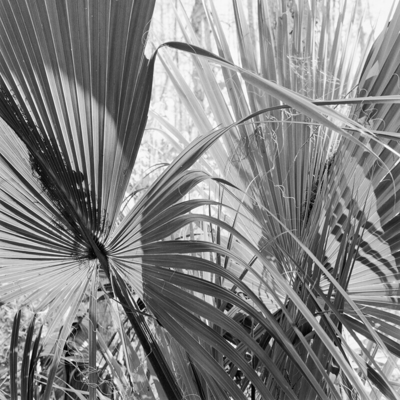 Corkscrew Swamp Sanctuary 2008 - Corkscrew, 2013