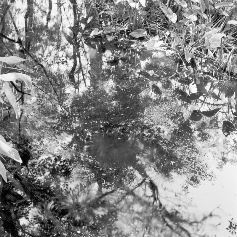 B flat major Fugue, Corkscrew Swamp, Florida 2009 - Preludes and Fugues, 2013