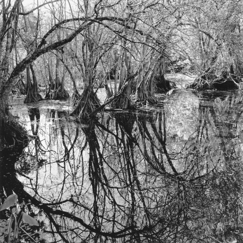 Corkscrew Swamp Sanctuary 2012 - Corkscrew, 2013