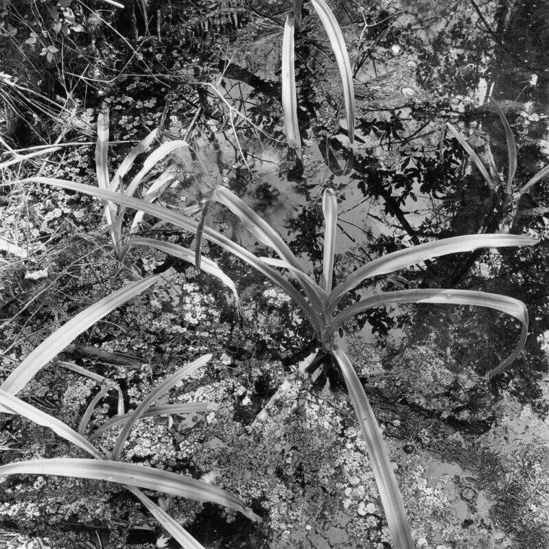 Corkscrew Swamp Sanctuary 2006 - Corkscrew, 2013