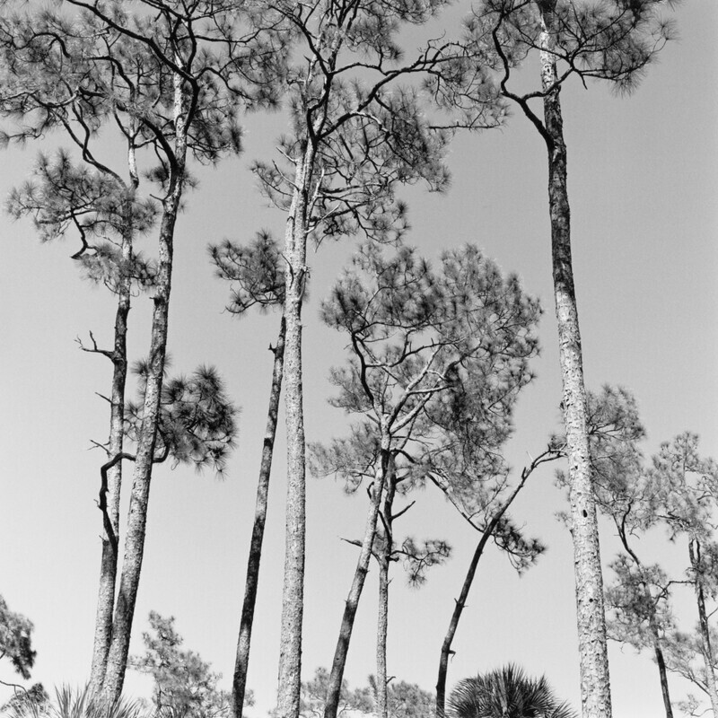 Corkscrew Swamp Sanctuary 2012 - Corkscrew, 2013