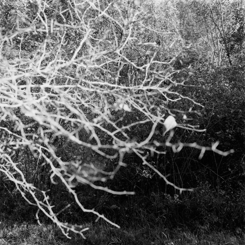 Keystone State Park, Pennsylvania, 2019 - New Work, 2016-2024