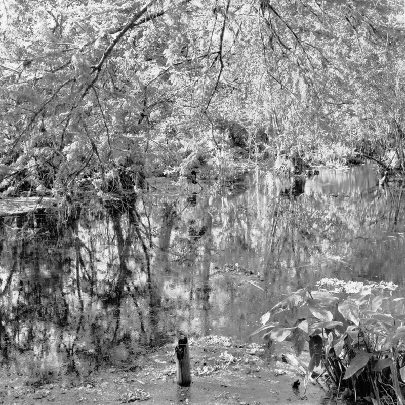 Corkscrew Swamp Sanctuary 2009 - Corkscrew, 2013