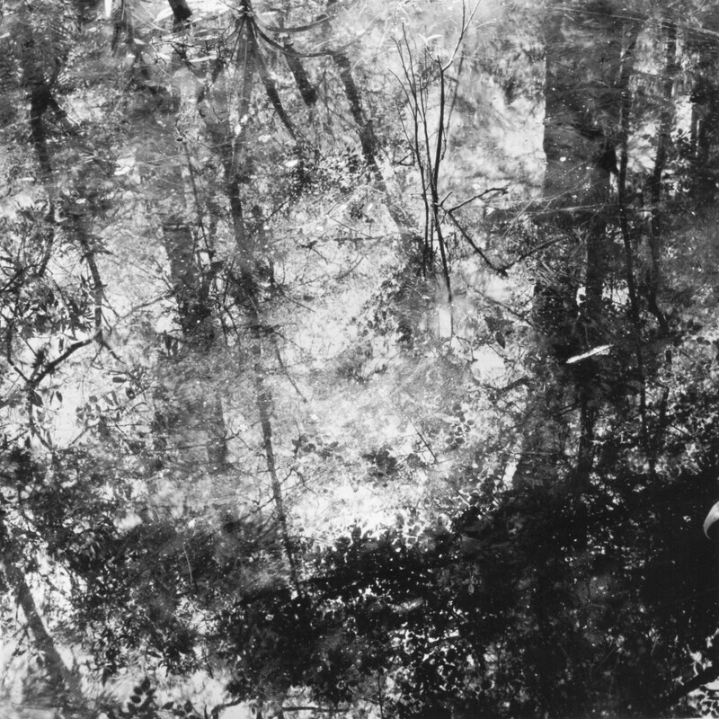 Corkscrew Swamp Sanctuary 2006 - Corkscrew, 2013