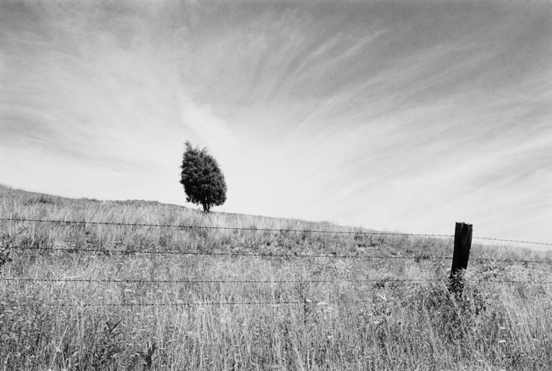 Red Cedar, McAlevys Fort, Pennsylvania 1976 - Landscapes, 1975-1986
