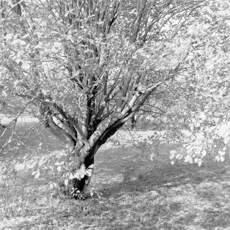 C sharp minor Fugue, Sand Hill Farm, Pennsylvania 2011 - Preludes and Fugues, 2013