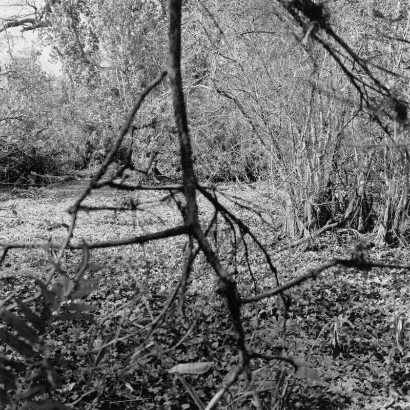 Corkscrew Swamp Sanctuary 2005 - Corkscrew, 2013