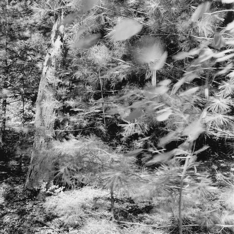 Penn Roosevelt Wind, Pennsylvania 2015 - Fragments, 2018