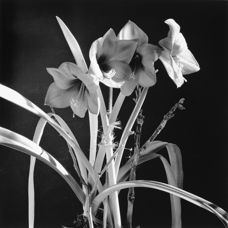 Amyrillus, Pleasant Unity, Pennsylvania, 2024 - New Work, 2016-2024