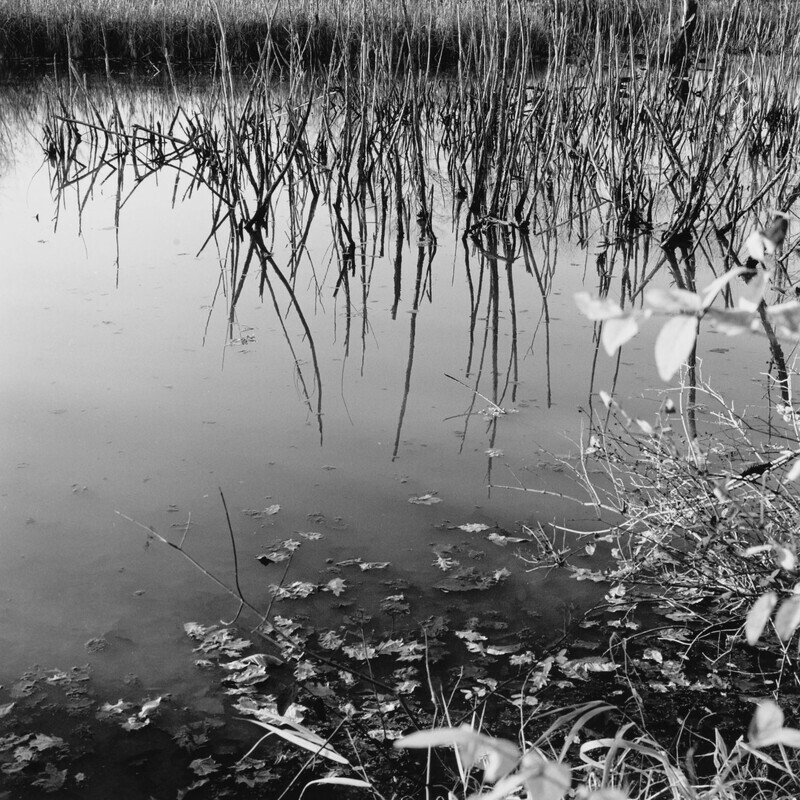 St Vincent Pond, Pennsylvania 2014 - Fragments, 2018
