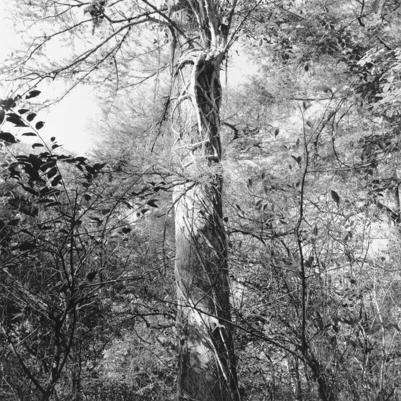 Corkscrew Swamp Sanctuary 2009 - Corkscrew, 2013