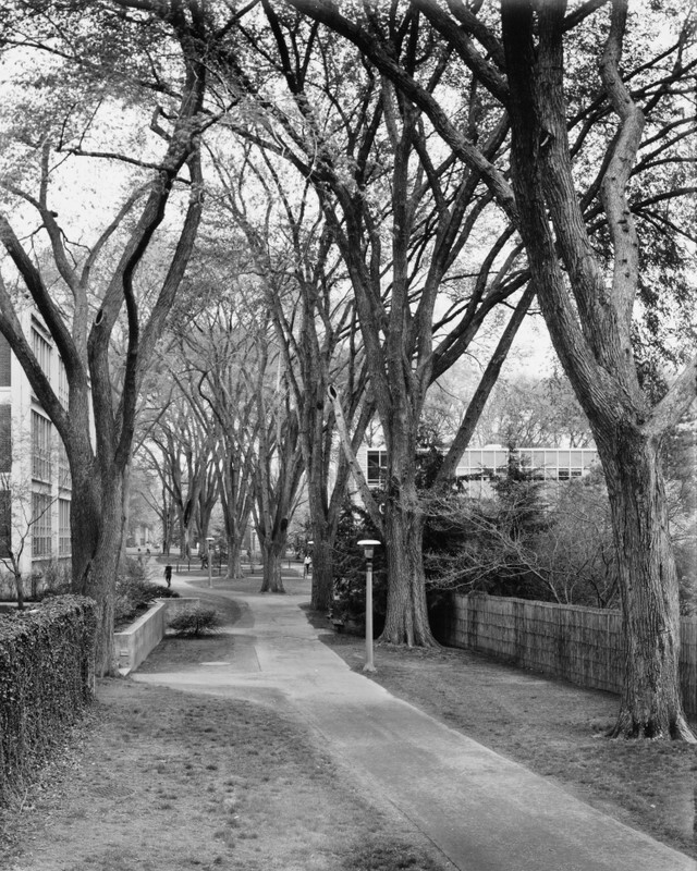 American Elms, University Park, Pennsylvania 1977 - Landscapes, 1975-1986
