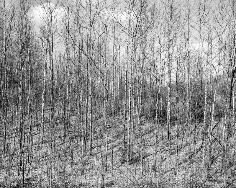 Trees along Turnpike, Pleasant Valley, Pennsylvania 1982 - Landscapes, 1975-1986