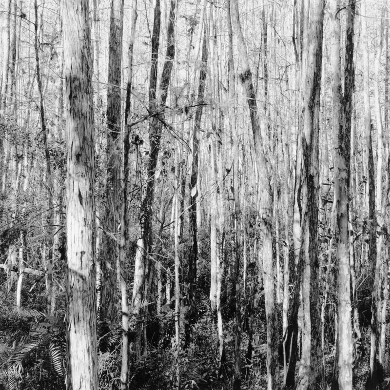 Corkscrew Swamp Sanctuary 2012 - Corkscrew, 2013