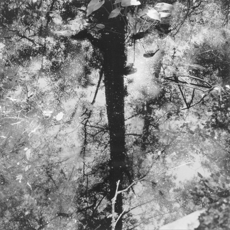F minor Fugue, Corkscrew Swamp, Florida 2011 - Preludes and Fugues, 2013
