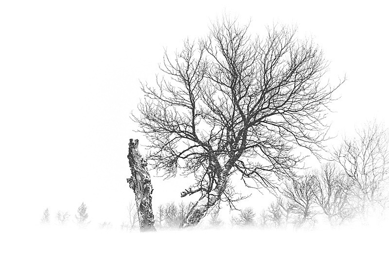 Snow drift - landscape