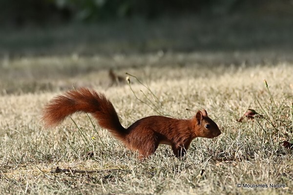 Red Squirrel (Sciurus vulgaris) - Other fauna