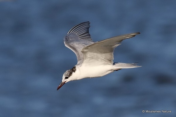 Whiskered Tern (Chlidonias hybrida) ad-W - Trip reports - Spain
