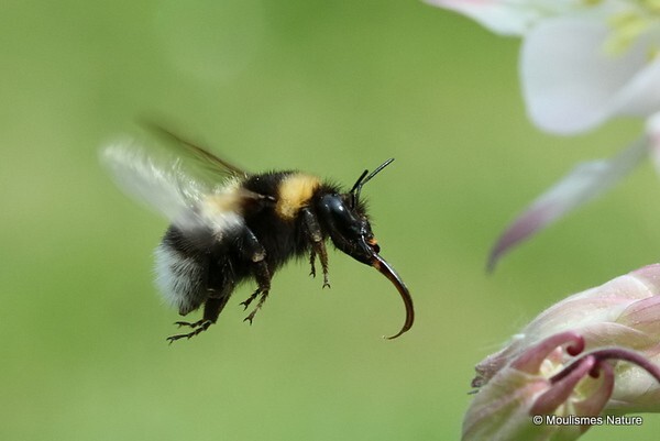 Buff White-tailed Bumblebee Bombus terrestris lucorum