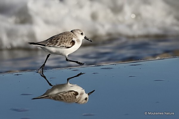 Good lord, Charles, there's a Sanderling in our infinity pool... - Trip reports - Spain