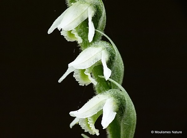 Spiranthes spiralis  Autumn Ladys tresses