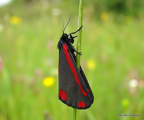 Cinnabar (Tyria jacobaeae) - Butterflies/moths