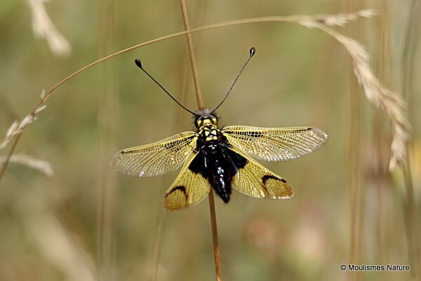 Libelloides longicornis (Ascalaphidae, Owlflies) - Other insects