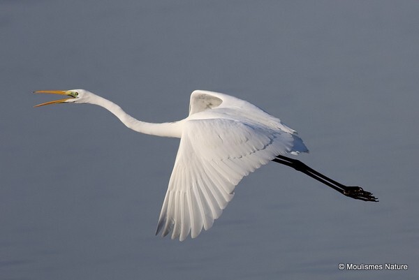 Great Egret (Egretta alba)