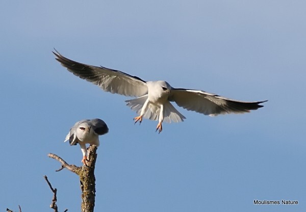 Black-winged Kite (Elanus caeruleus) ad - Recent images