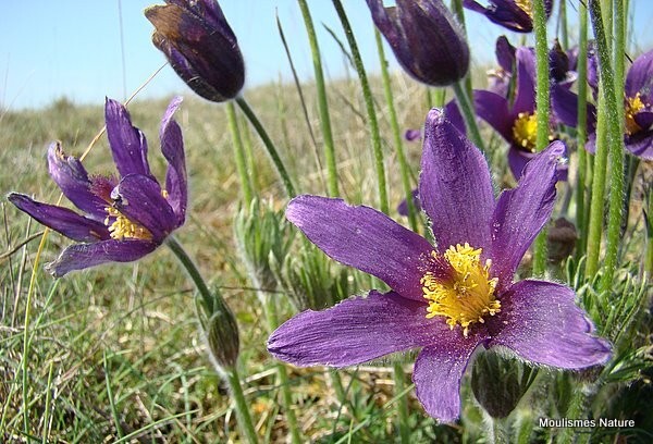 Pulsatilla patens - Pasque-flower - Other flora