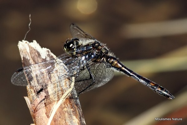 Black Darter (Sympetrum danae) M - Trip reports - France