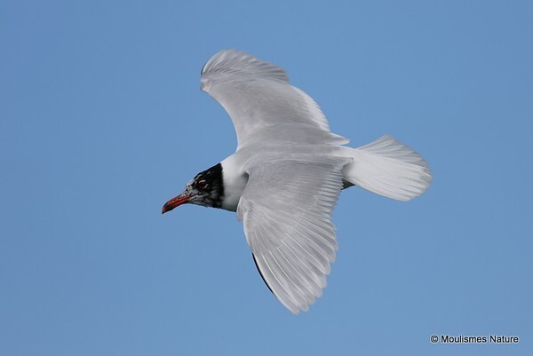 Mediterranean Gull (Larus melanocephalus) ad-S - Larus gulls (France/Spain)
