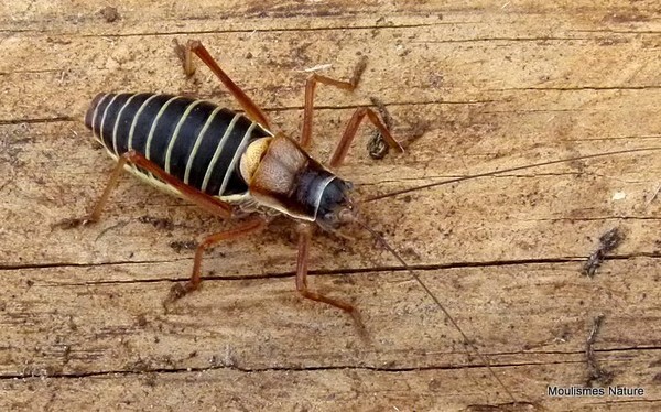 Saddle-backed Bush-cricket (Ephippiger ephippiger) F - Trip reports - France