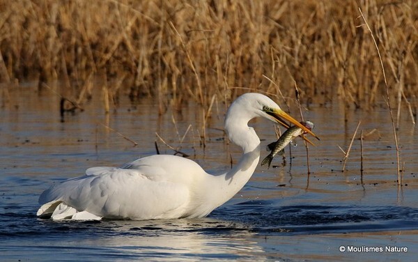 Great Egret (Egretta alba) - Birds