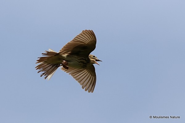 Tree Pipit (Anthus trivialis) - Birds