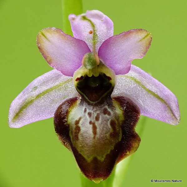 Aveyron orchid (Ophrys aveyronensis) - Trip reports - France