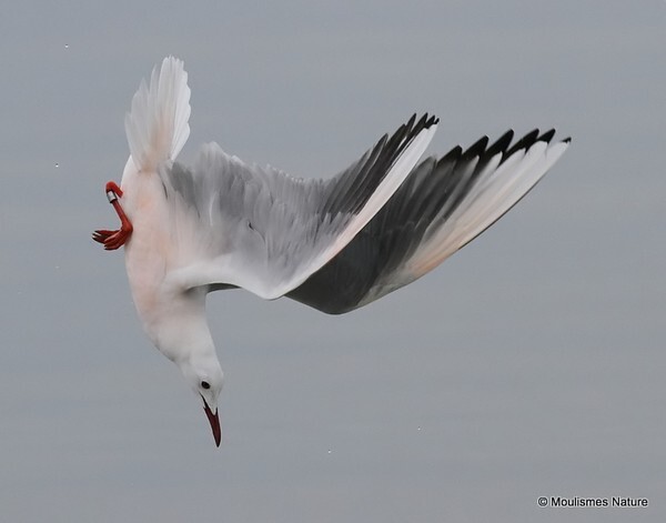 Slender-billed Gull (Larus genei) ad - Larus gulls (France/Spain)
