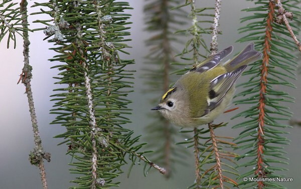 Goldcrest (Regulus regulus)