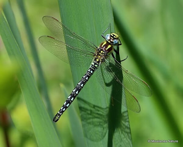 Hairy Dragonfly (Brachytron pratense) M