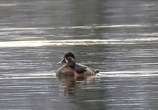 Ring-necked Duck (Aythya collaris) F - Recent images