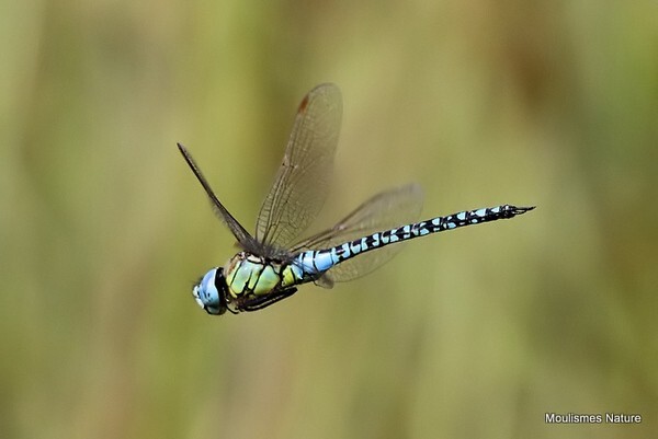 Southern Migrant Hawker Aeshna affinis male