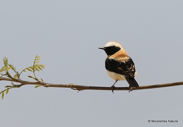Western Black-eared Wheatear (Oenanthe hispanica) M - Recent images