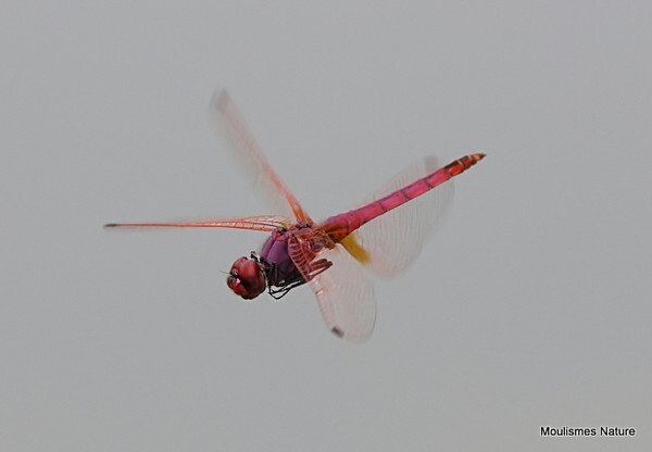 Violet Dropwing (Trithemis annulata) M - Recent images