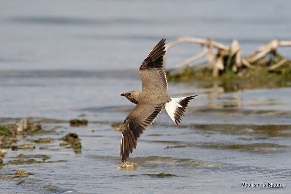 Collared Pratincole (Glareola pratincola) ad - Recent images