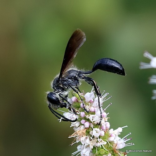 Isodontia mexicana (Grass-carrying Wasp) - Other insects