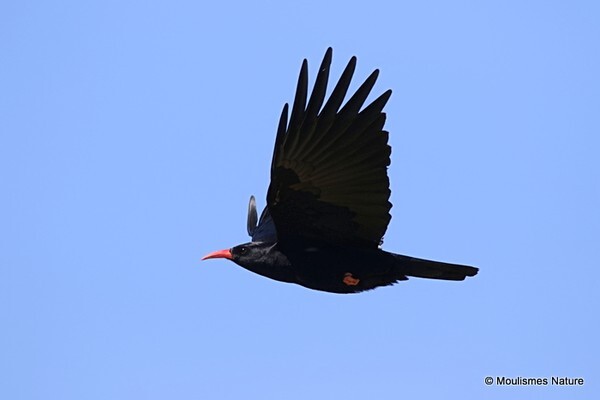 Red-billed Chough (Pyrrhocorax pyrrhocorax) - Trip reports - Spain