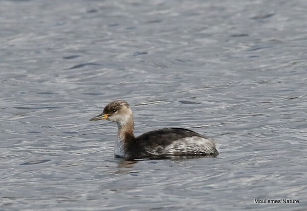 Red-necked Grebe (Podiceps grisegena) - Recent images
