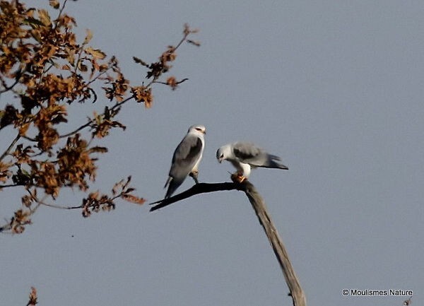 Black shouldered Kite (Elanus caeruleus)